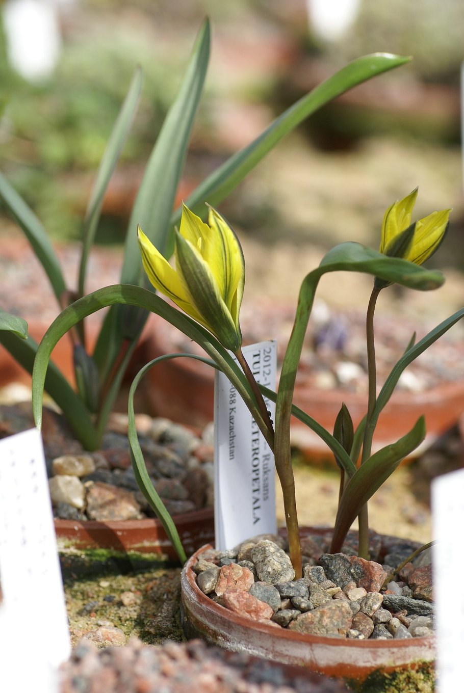 Тюльпан одноцветковый – Tulipa uniflora