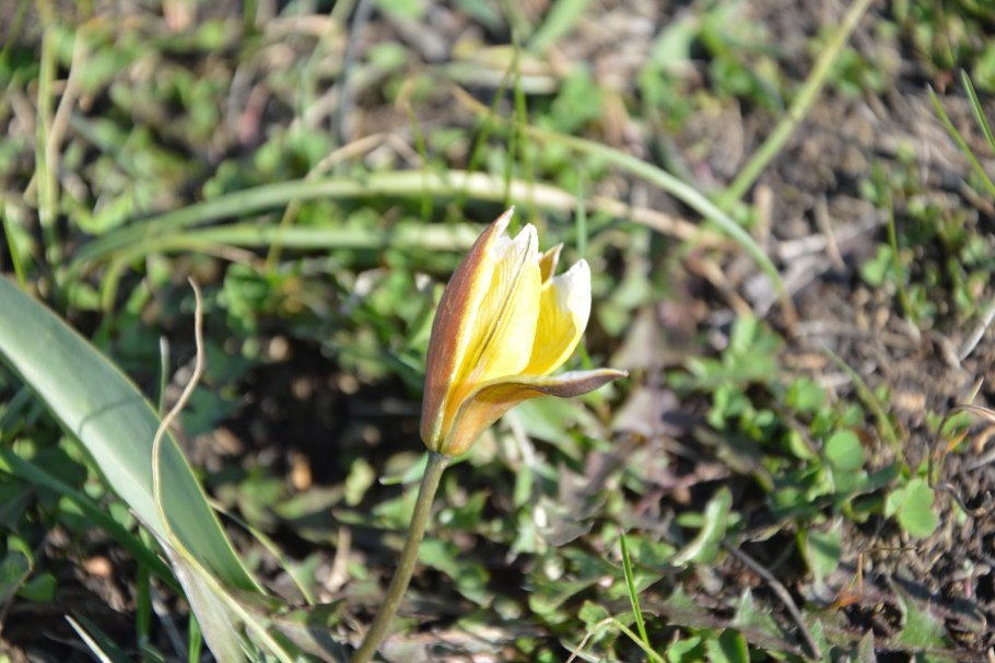 Красный тюльпан Шренка в Казахстане