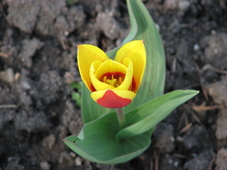 Тюльпан кабанна