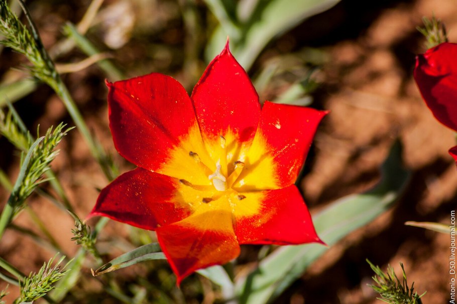 Тюльпан Мувота