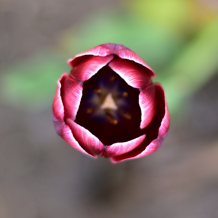 Тюльпан спринг брейк