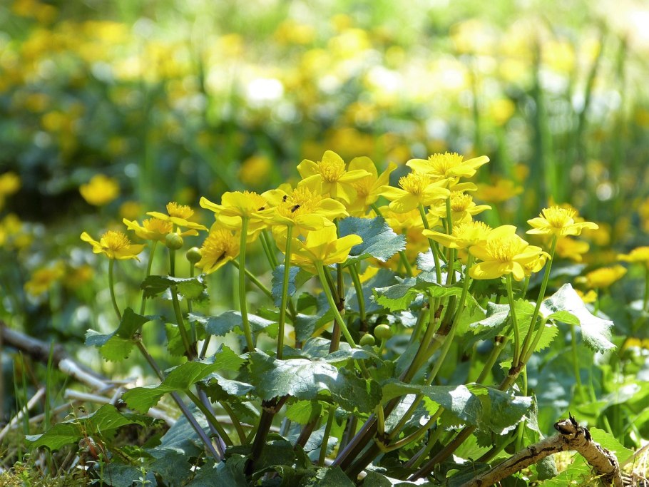 Лютик болотный ( Ranúnculus)