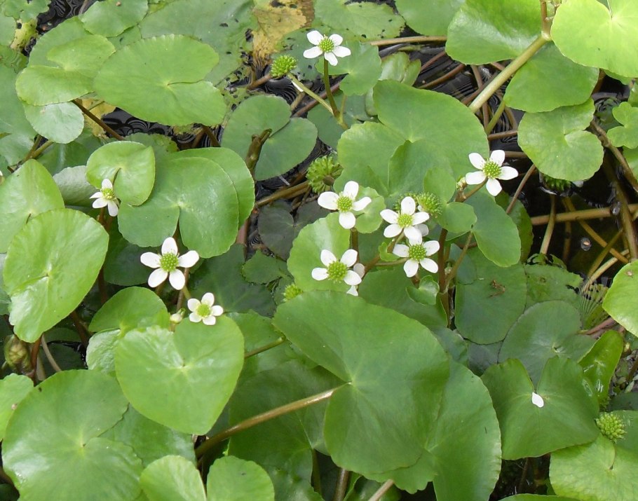 Caltha Natans
