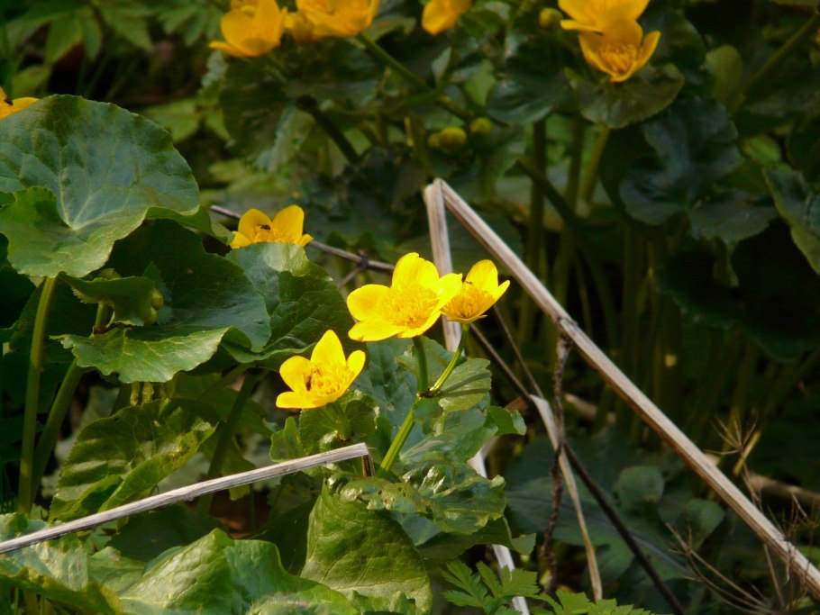 Калужница Болотная Caltha palustris