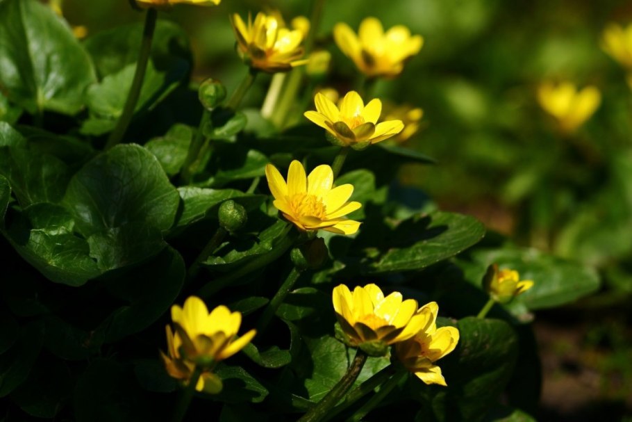 Caltha Natans