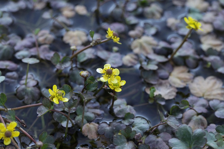 Калужница Болотная (Caltha palustris) исчезнувшее растение Крыма