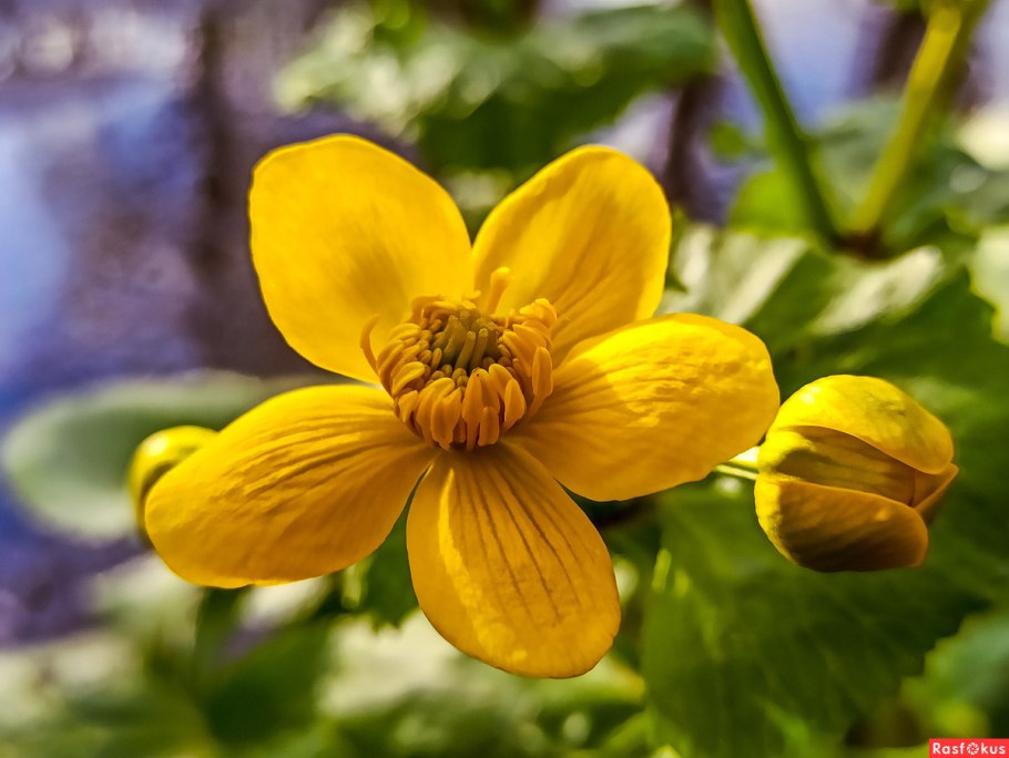 Калужница (Caltha)