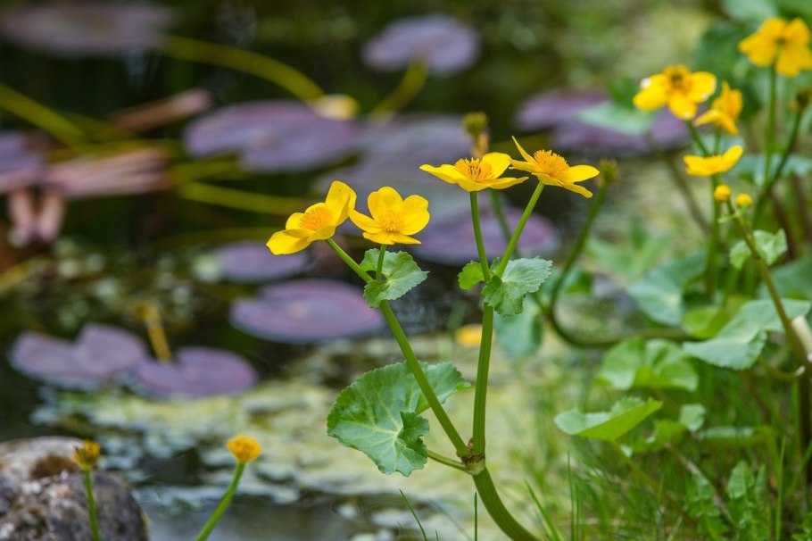 Калужница Болотная Caltha palustris