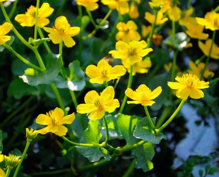 Калужница Болотная Caltha palustris