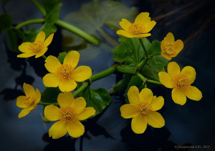Калужница Caltha palustris