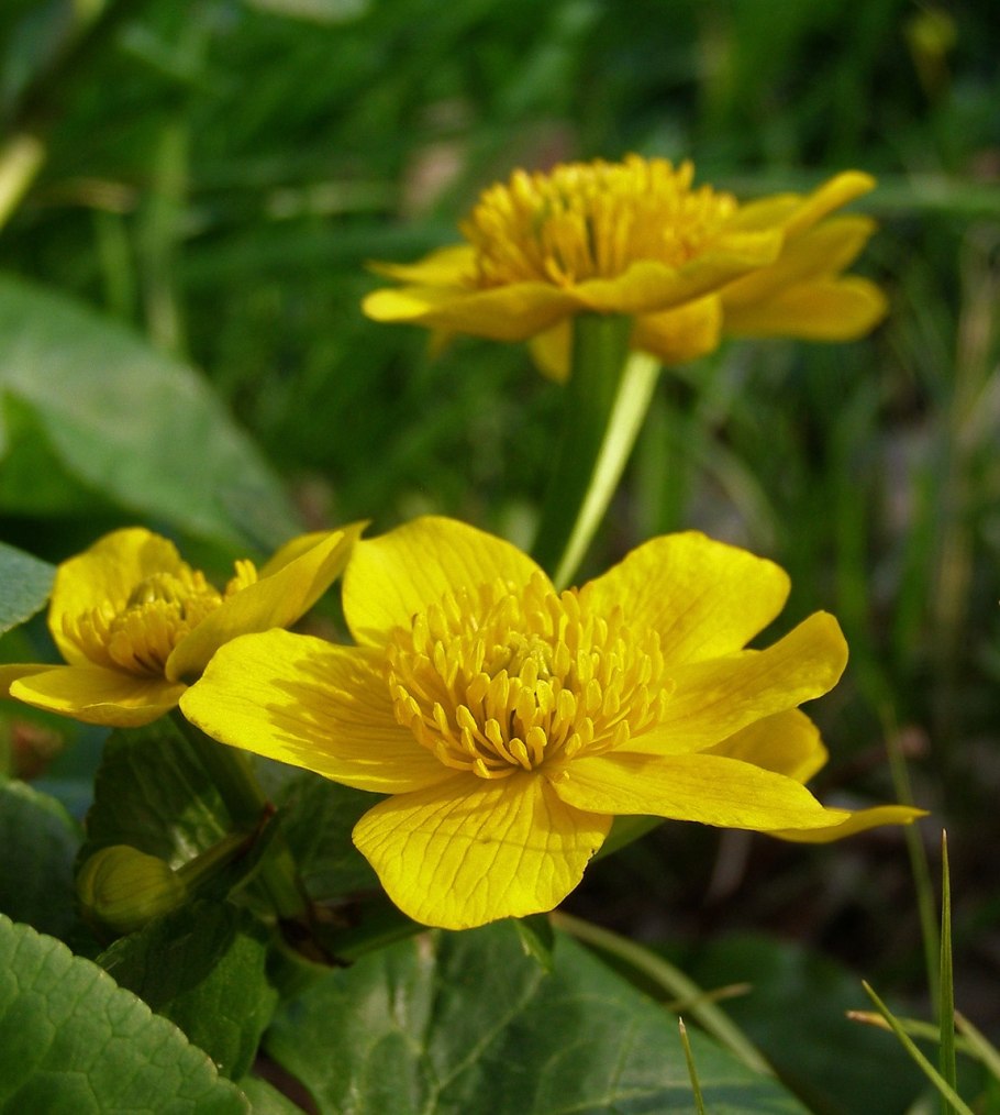 Калужница Болотная Caltha palustris