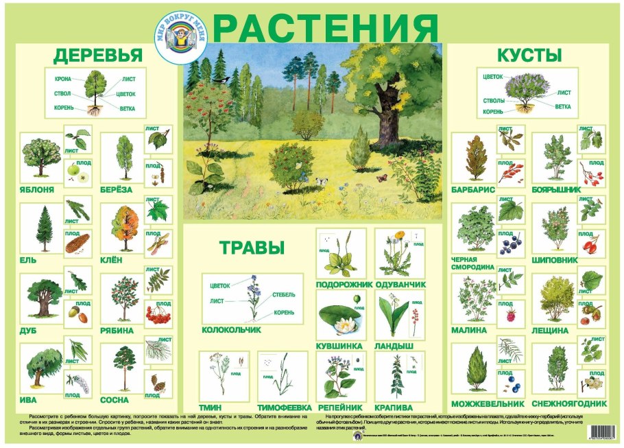 Названия деревьев кустарников и трав