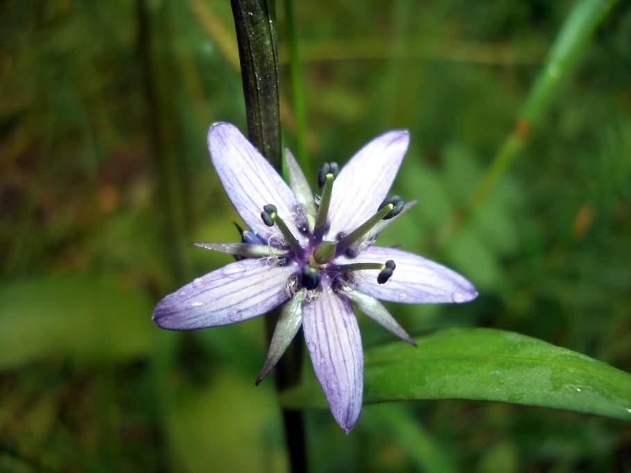 Редкие исчезающие растения России