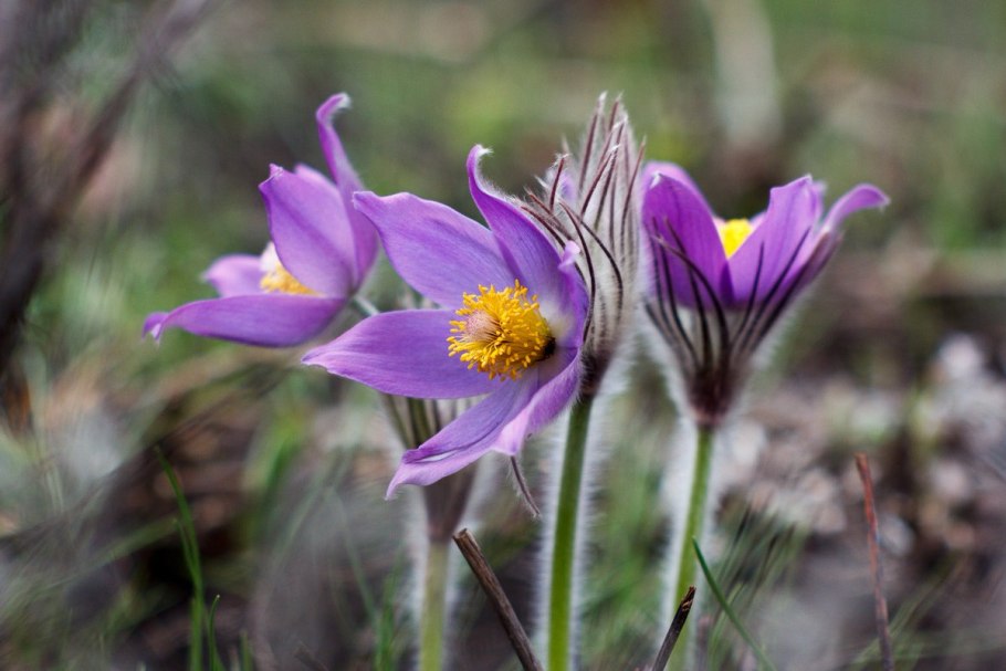 Вымершие растения