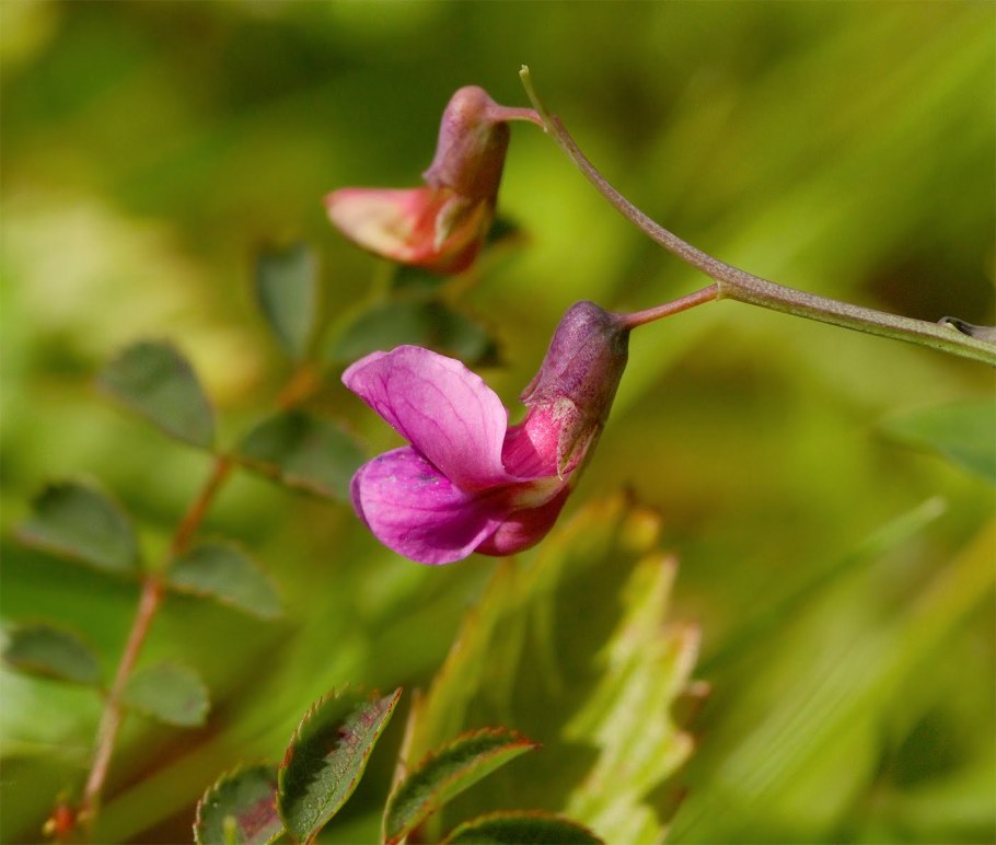 Чина Болотная Плантариум