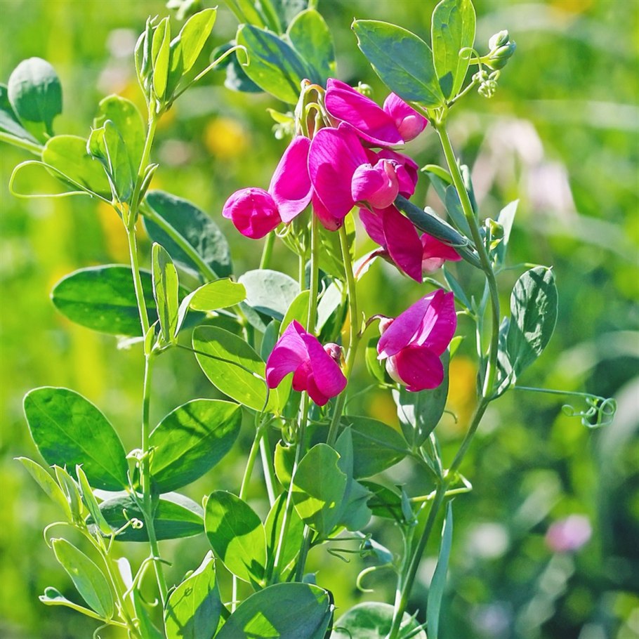 Чина клубненосная Lathyrus tuberosus