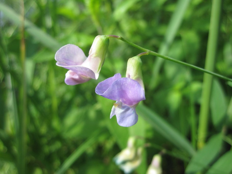 Чина клубненосная Lathyrus tuberosus