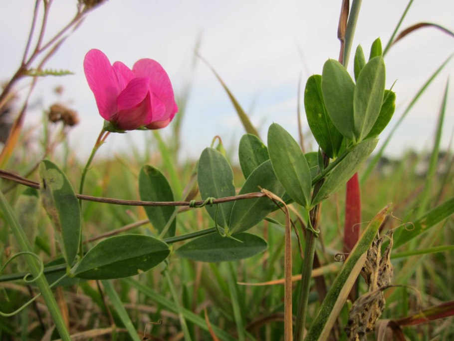 Lathyrus pubescens