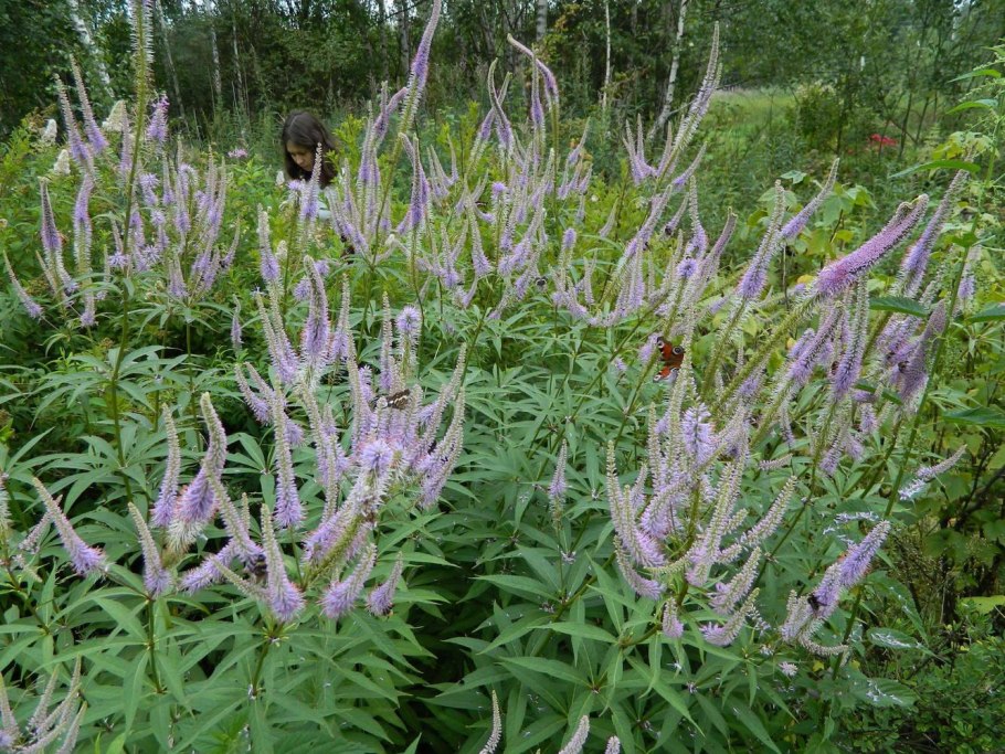 Вероникаструм виргинский (Veronicastrum virginicum)