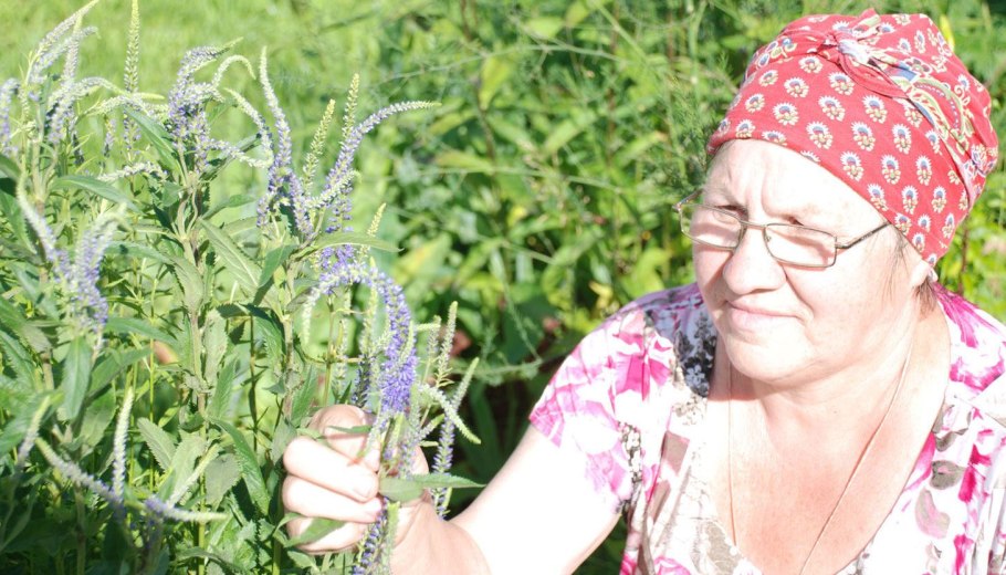 Вероника растение сушеная