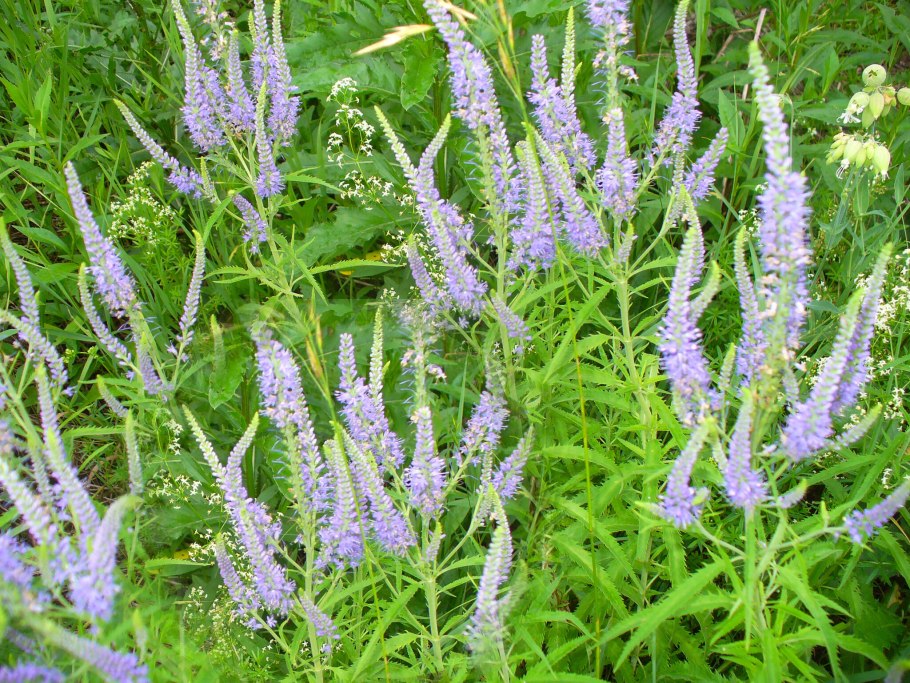 Вероника длиннолистная (Veronica longifolia)