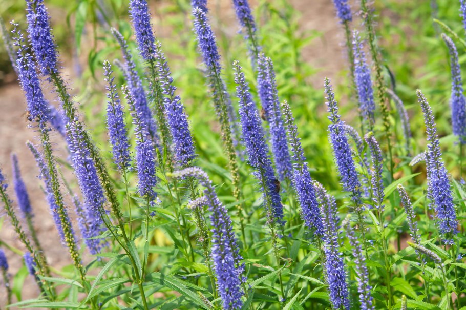 Вероника колосковая (Veronica spicata )