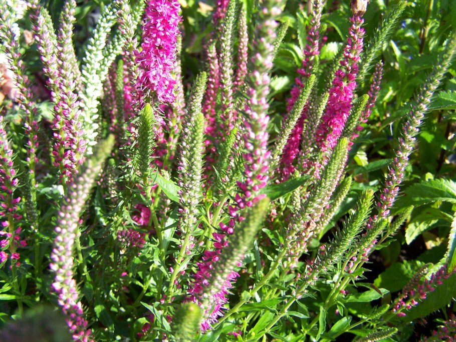 Вероника колосистая Ротфукс