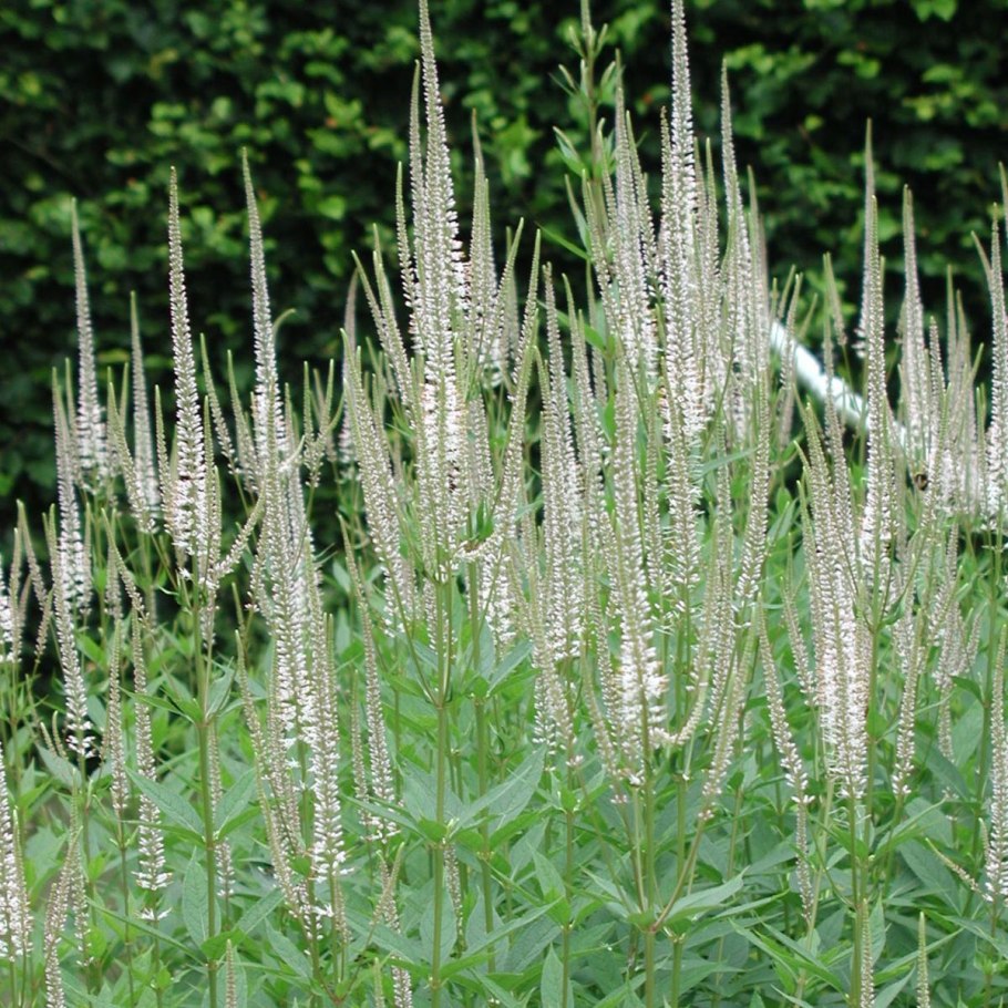 Вероникаструм виргинский альбум