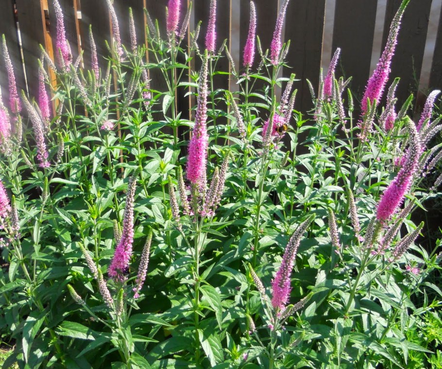 Вероника длиннолистная Пинк Дамаск