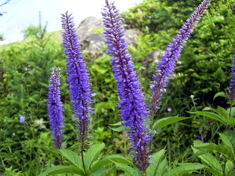 Вероникаструм виргинский (Veronicastrum virginicum)