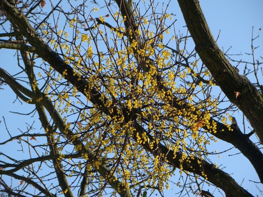 Ремнецветник Европейский