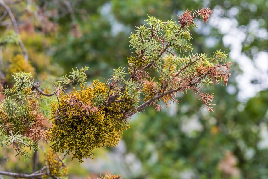 Rhynchanthus longifloris