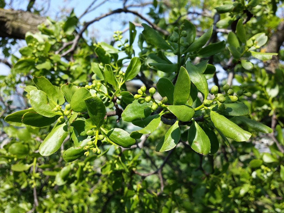 Омела корни присоски