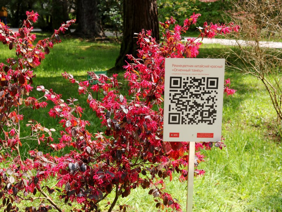 Loranthaceae Tristerix