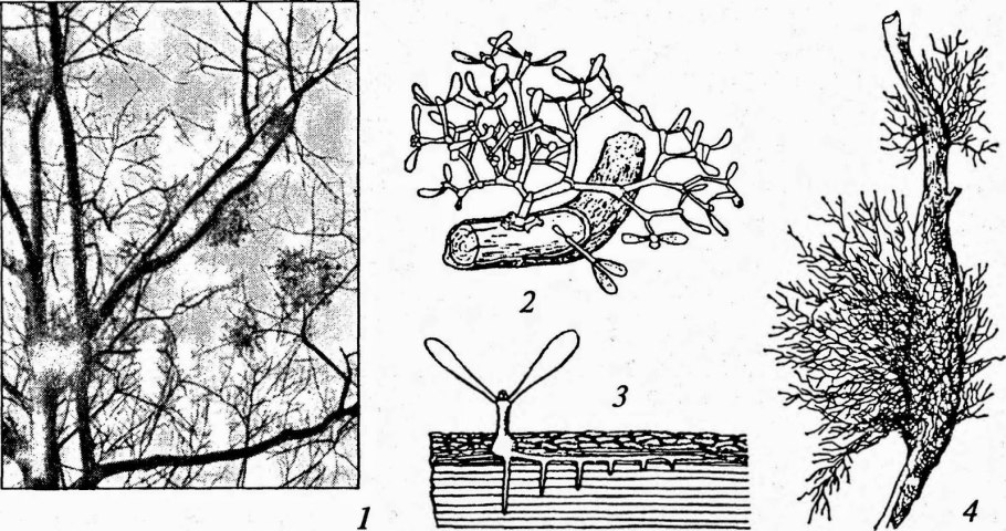 Омела белая паразит на деревьях