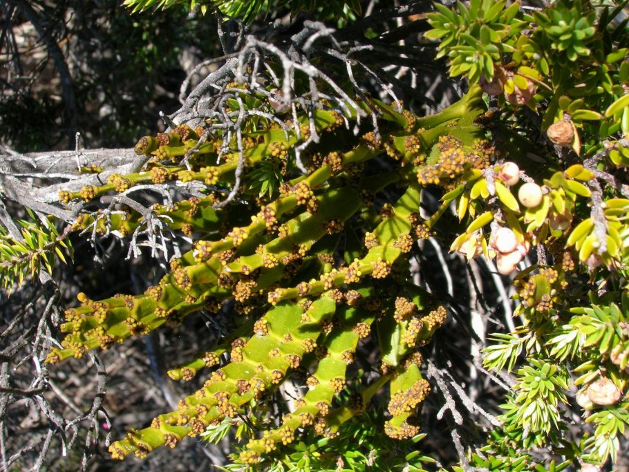 Arceuthobium azoricum