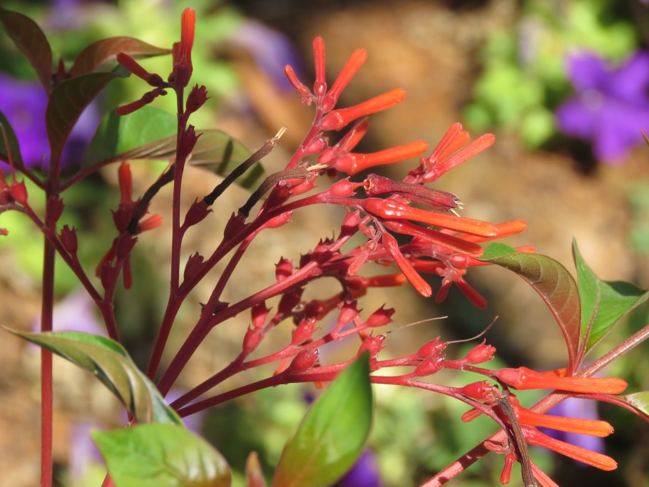 Вечнозеленый кустарник омела