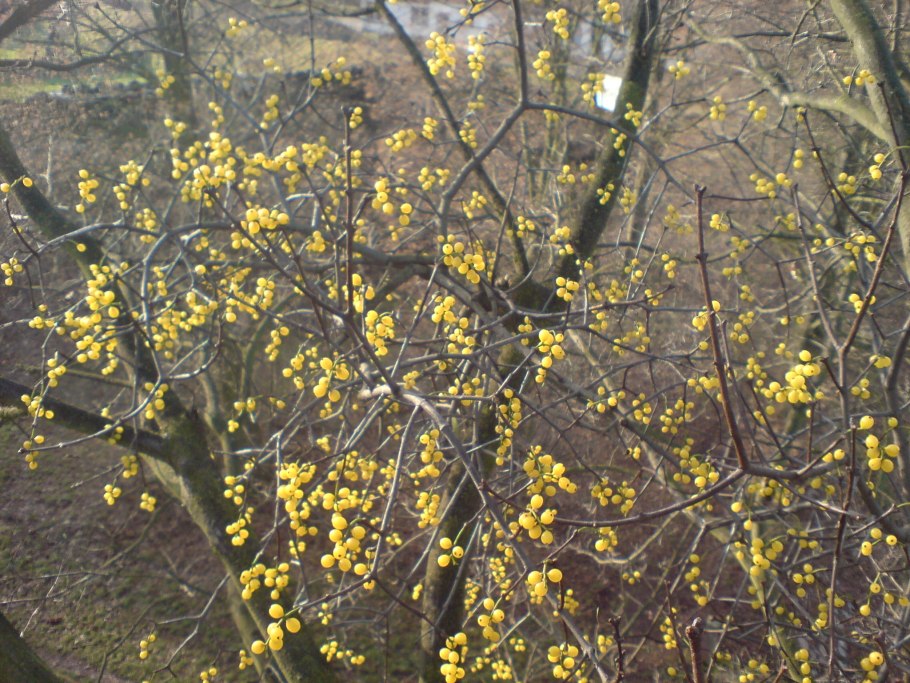 Ремнецветник Европейский