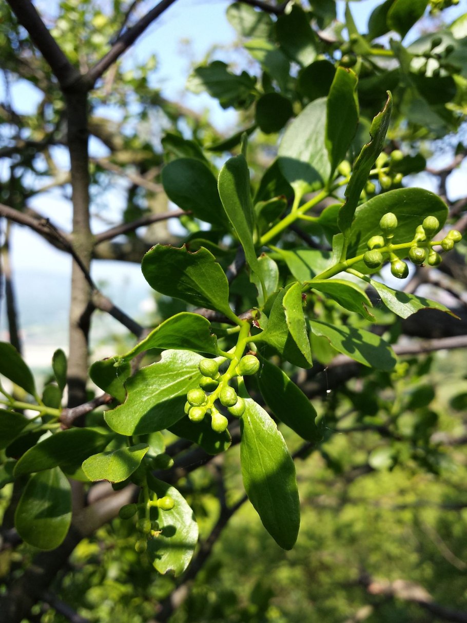Phoradendron Serotinum
