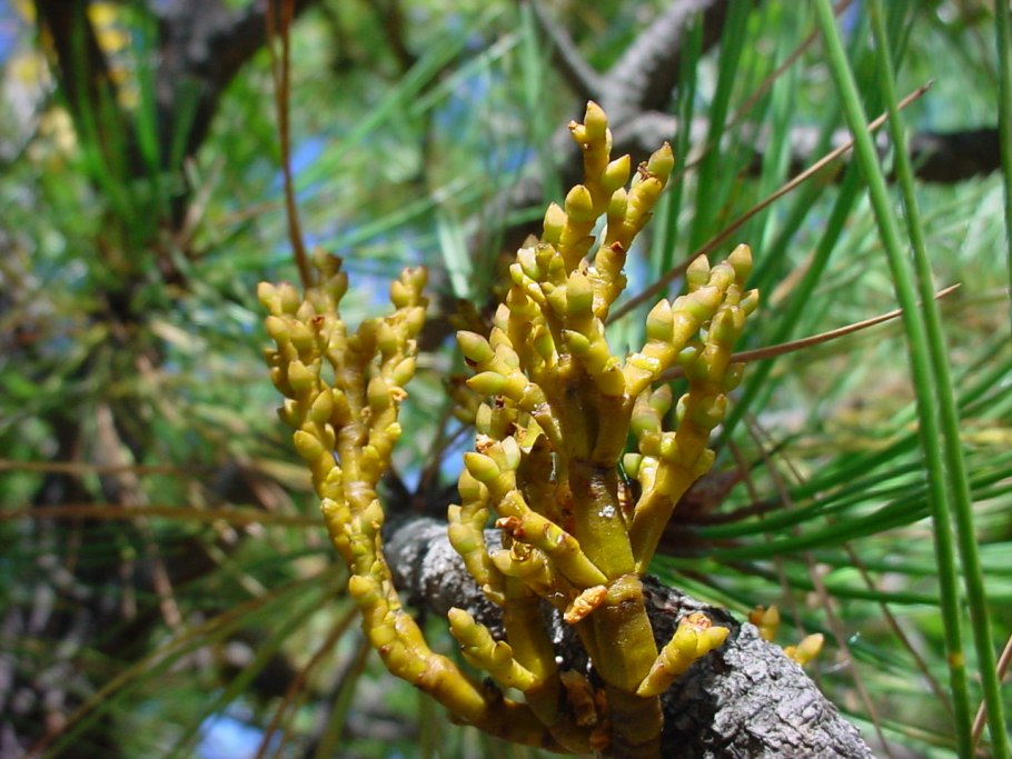 Арцеутобиум можжевеловый