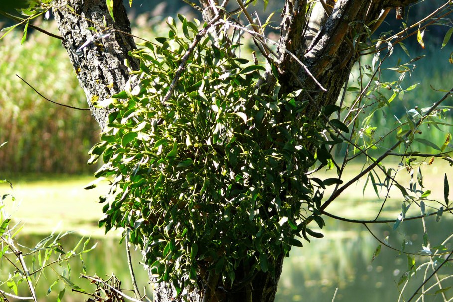 Омела кустарник