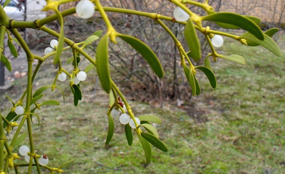 Loranthus ferrugineus