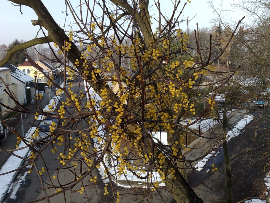 Омела белая, ремнецветник Европейский)