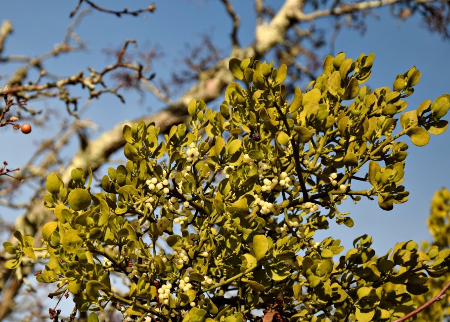 Loranthus ferrugineus