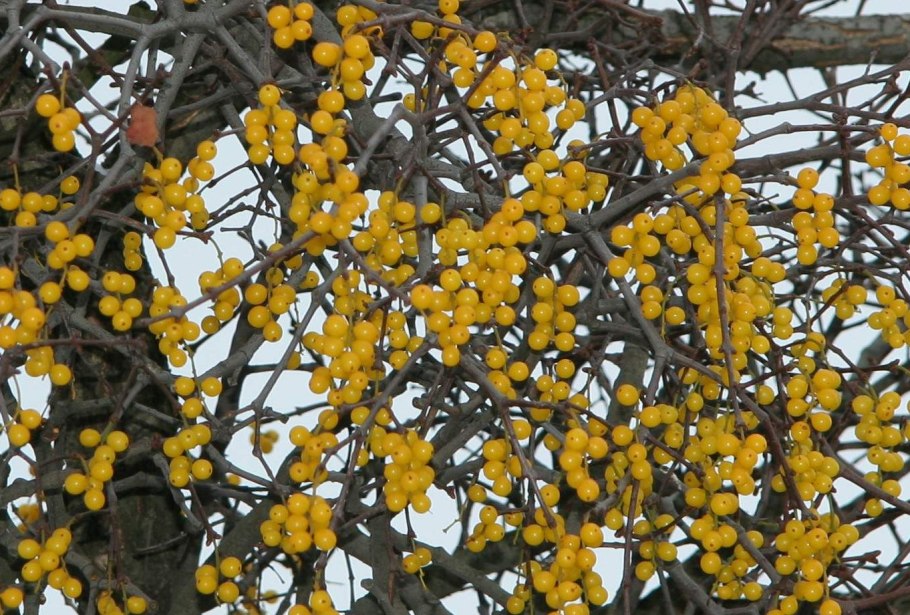 Ремнецветниковые