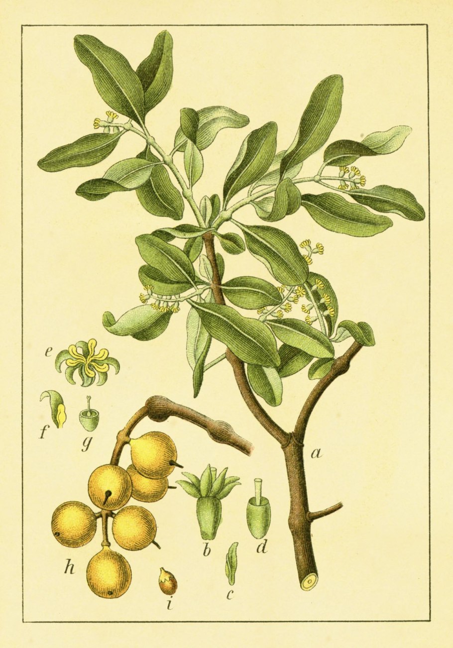 РЕМНЕЦВЕТНЫЕ (Viscum)