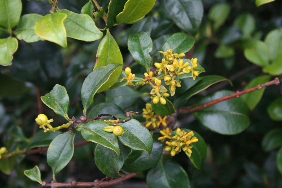 Омела белая