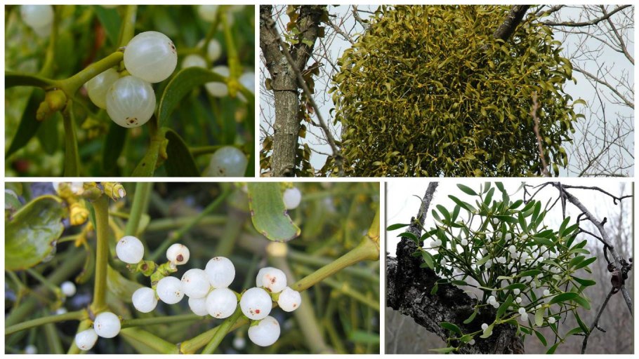 Омела белая