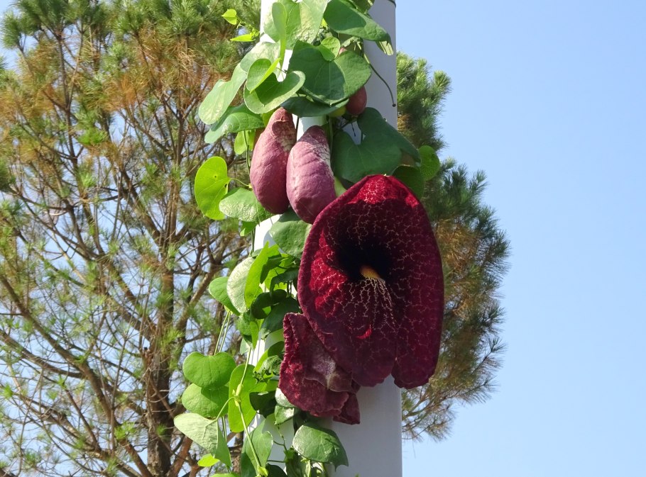 Аристолохия сальвадорская