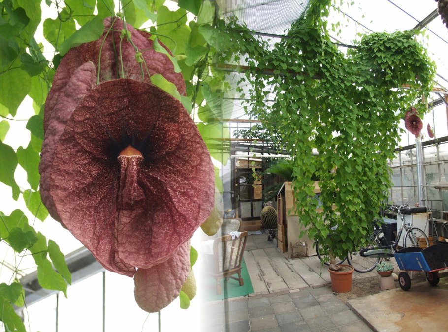 Кирказон зимой